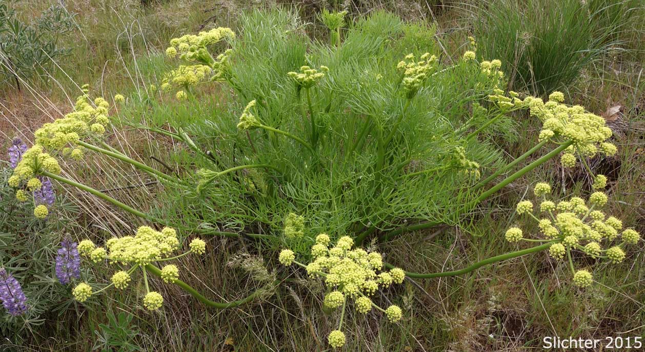 Suksdorf's Desert Parsley: Lomatium suksdorfii