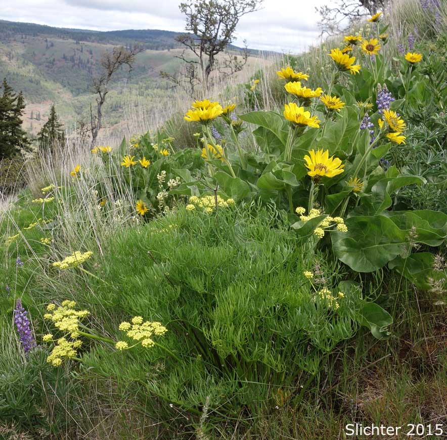 Suksdorf's Desert Parsley: Lomatium suksdorfii