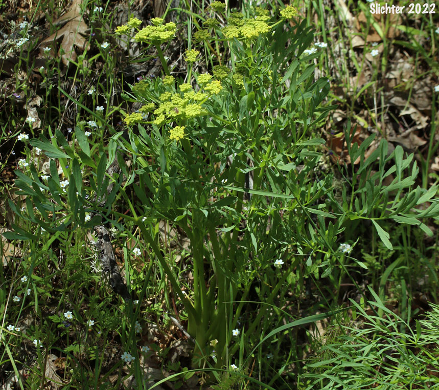 Suksdorf's Desert Parsley: Lomatium suksdorfii