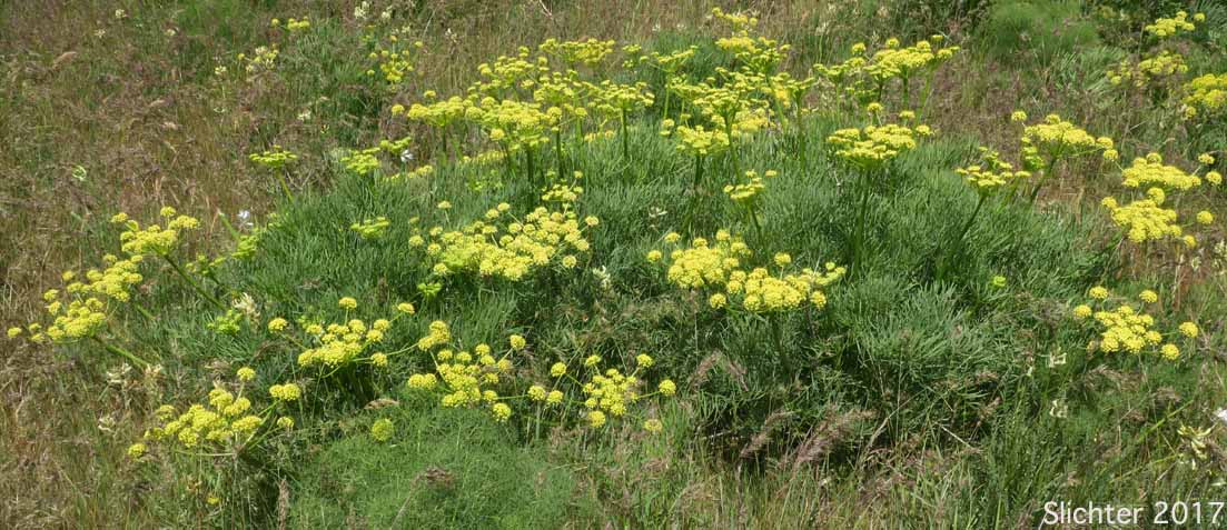 Suksdorf's Desert Parsley: Lomatium suksdorfii