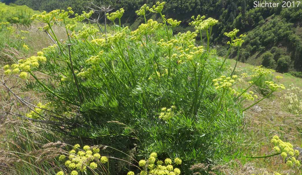 Suksdorf's Desert Parsley: Lomatium suksdorfii