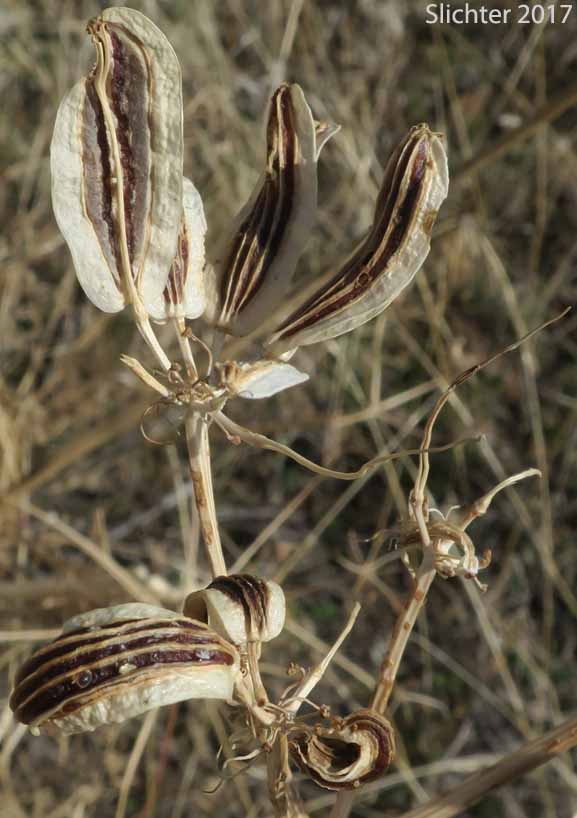 Fruits of Suksdorf's Desert Parsley: Lomatium suksdorfii