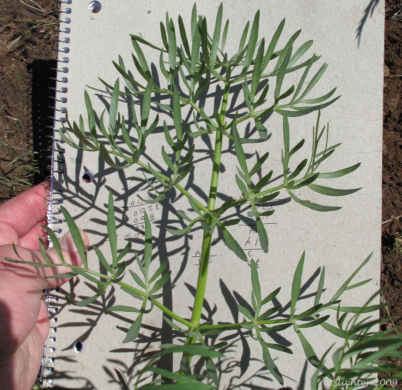 Leaf of Suksdorf's Desert Parsley: Lomatium suksdorfii