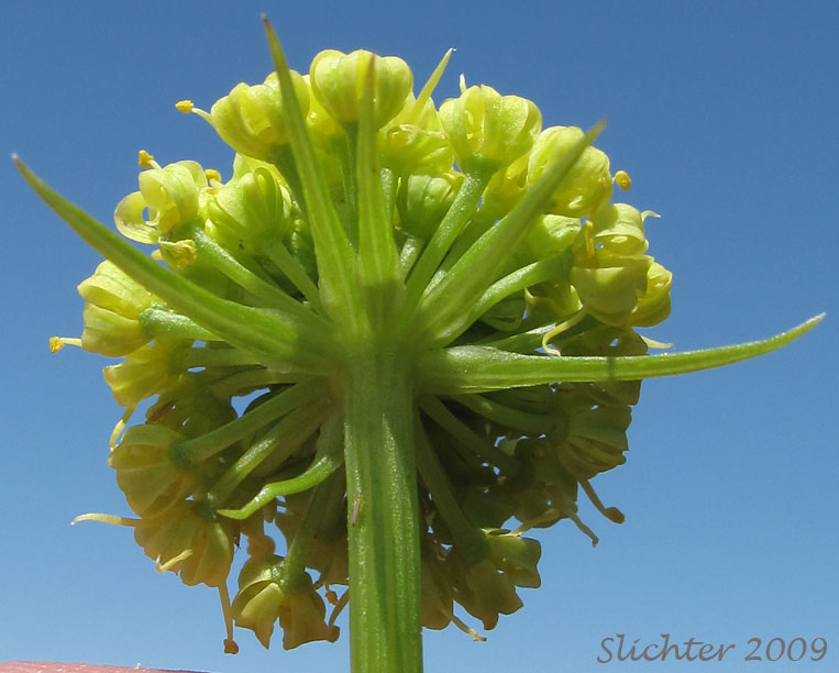 Umbellet of Suksdorf's Desert Parsley: Lomatium suksdorfii
