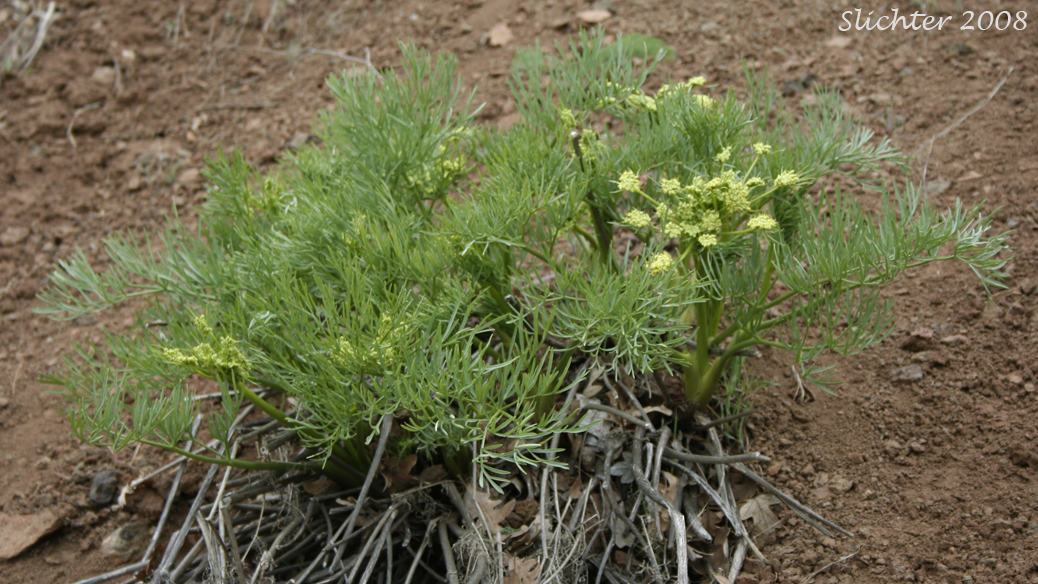 Suksdorf's Desert Parsley, Suksdorf's Lomatium: Lomatium suksdorfii (Synonym: Cogswellia suksdorfii)i