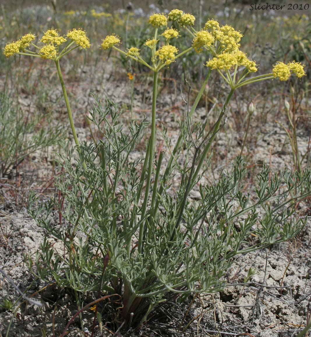 Desert Parsley: Lomatium tamanitchii