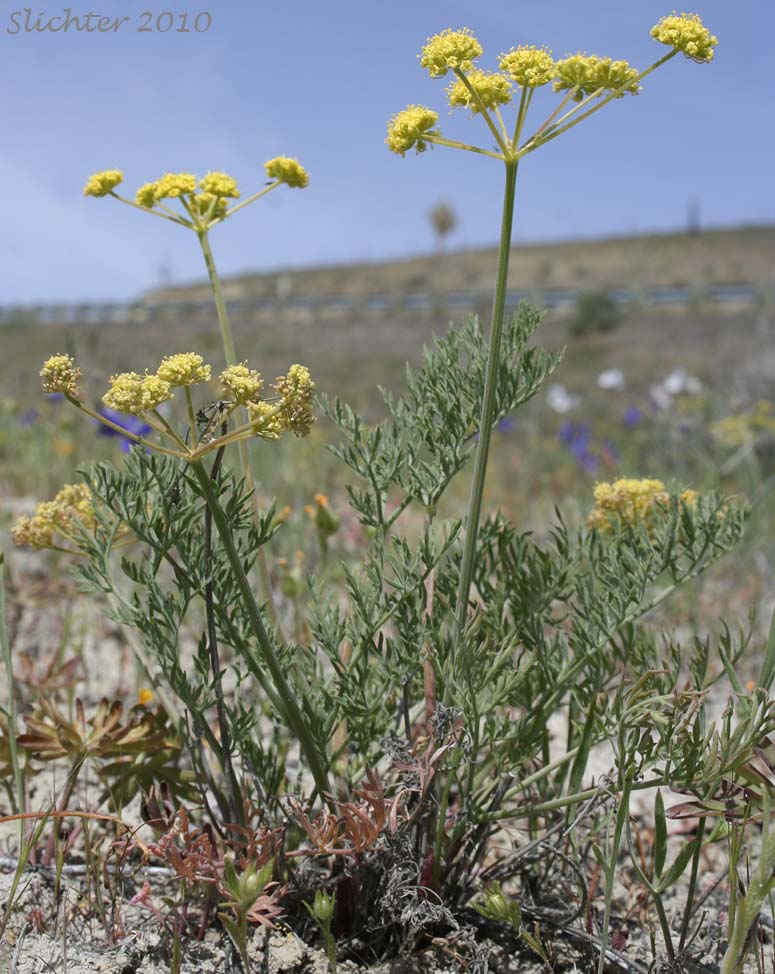 Lomatium tamanitchii