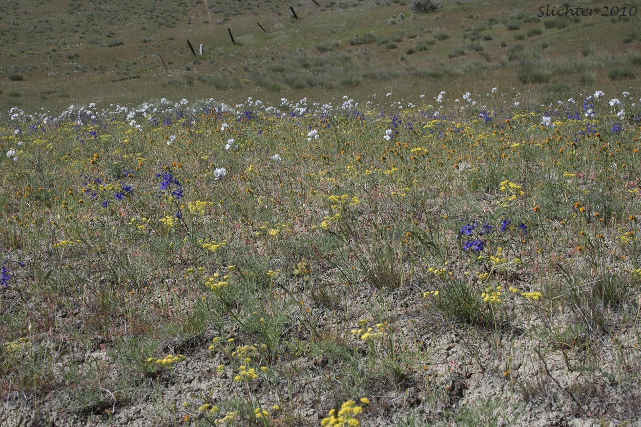 Clay soil habitat of Lomatium tamanitchii