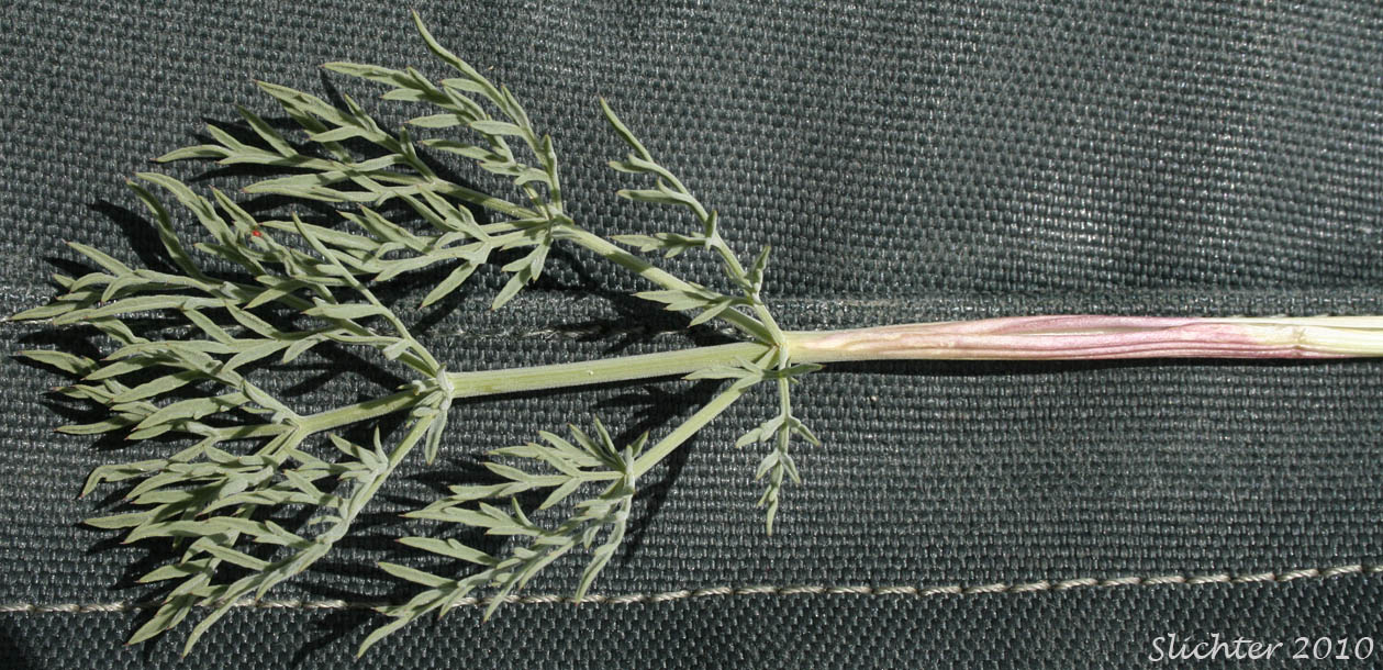 Leaf of Desert Parsley: Lomatium tamanitchii