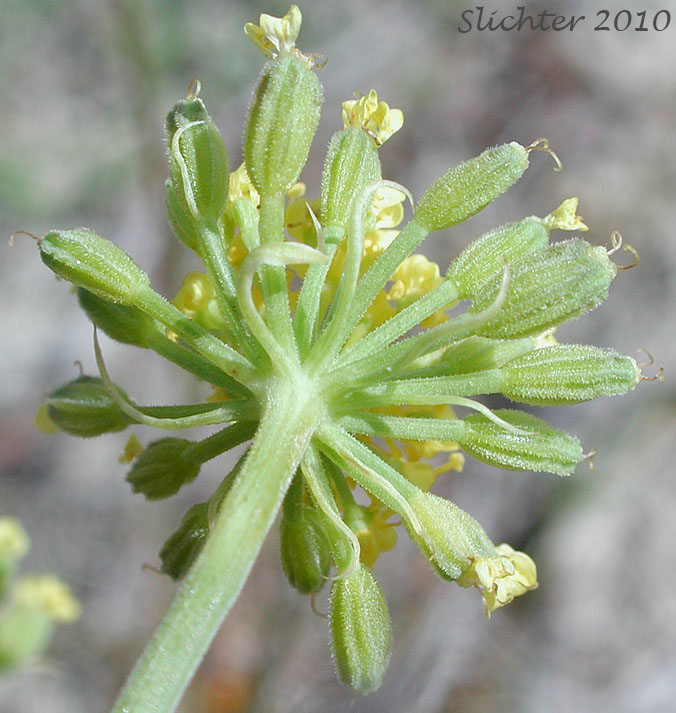 Close-up of the developing fruits and bracts of the involucel of Desert Parsley: Lomatium tamanitchii