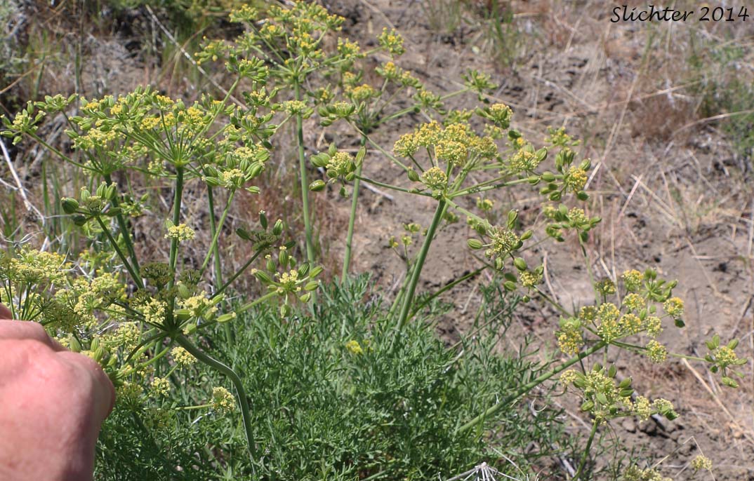 Tamanitchii Desert Parsley: Lomatium packardii var. tamanitchii (Synonym: Lomatium tamanitchii)