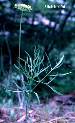 Nineleaf Desert Parsley, Nine-leaf Desert Parsley: Lomatium brevifolium (Synonyms: Lomatium simplex var. leptophyllum, Lomatium triternatum var. alatum, Lomatium triternatum var. macrocarpum, Lomatium triternatum ssp. triternatum, Lomatium triternatum var. triternatum)