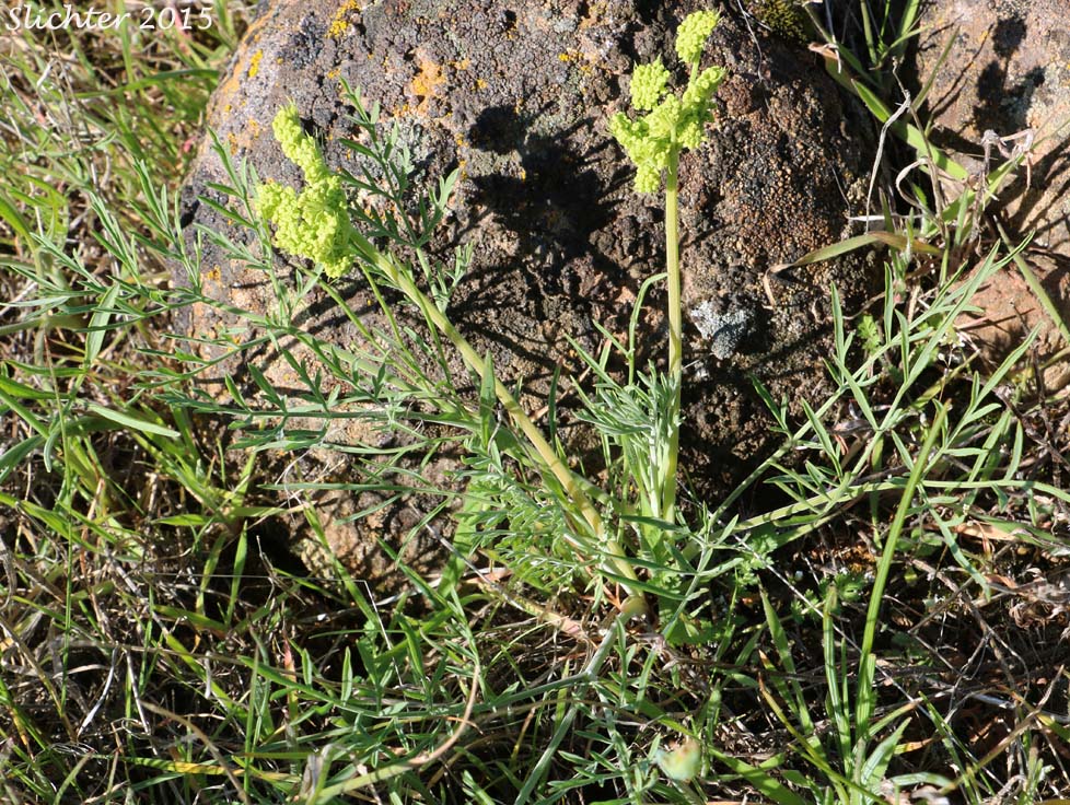 Nineleaf Desert Parsley, Nine-leaf Desert Parsley: Lomatium brevifolium (Synonyms: Lomatium simplex var. leptophyllum, Lomatium triternatum var. alatum, Lomatium triternatum var. macrocarpum, Lomatium triternatum ssp. triternatum, Lomatium triternatum var. triternatum)