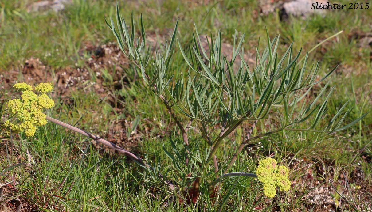 Nineleaf Desert Parsley, Nine-leaf Desert Parsley: Lomatium brevifolium (Synonyms: Lomatium simplex var. leptophyllum, Lomatium triternatum var. alatum, Lomatium triternatum var. macrocarpum, Lomatium triternatum ssp. triternatum, Lomatium triternatum var. triternatum)