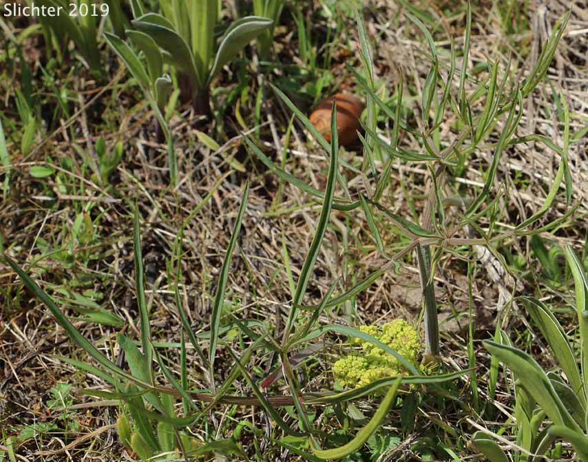 Nineleaf Desert Parsley, Nine-leaf Desert Parsley: Lomatium brevifolium (Synonyms: Lomatium simplex var. leptophyllum, Lomatium triternatum var. alatum, Lomatium triternatum var. macrocarpum, Lomatium triternatum ssp. triternatum, Lomatium triternatum var. triternatum)