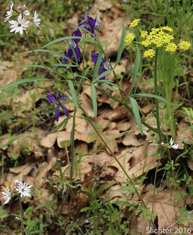 Nineleaf Desert Parsley, Nine-leaf Desert Parsley: Lomatium brevifolium (Synonyms: Lomatium simplex var. leptophyllum, Lomatium triternatum var. alatum, Lomatium triternatum var. macrocarpum, Lomatium triternatum ssp. triternatum, Lomatium triternatum var. triternatum)