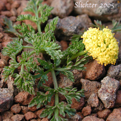 Watson's Desert Parsley, Watson's Desert-parsley, Watson's Lomatium: Lomatium watsonii (Synonym: Lomatium frenchii)