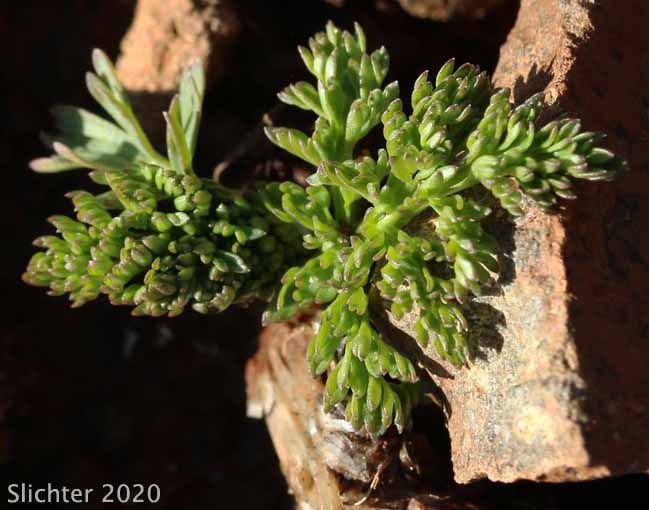 Watson's Desert Parsley, Watson's Desert-parsley, Watson's Lomatium: Lomatium watsonii (Synonym: Lomatium frenchii)