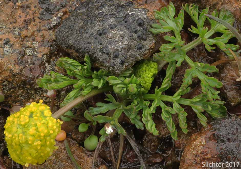 Watson's Desert Parsley, Watson's Desert-parsley, Watson's Lomatium: Lomatium watsonii (Synonym: Lomatium frenchii)