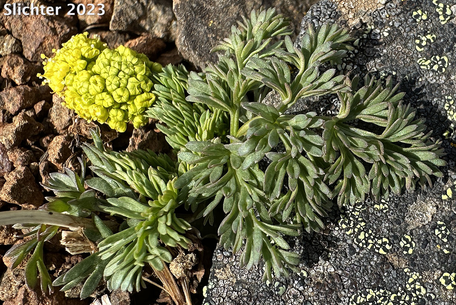 Watson's Desert Parsley, Watson's Desert-parsley, Watson's Lomatium: Lomatium watsonii (Synonym: Lomatium frenchii)