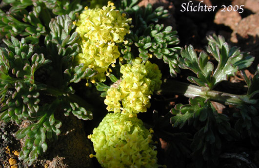 Watson's Desert Parsley, Watson's Desert-parsley, Watson's Lomatium: Lomatium watsonii (Synonym: Lomatium frenchii)