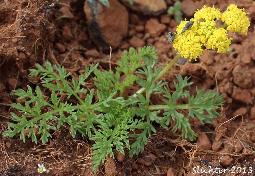 Watson's Desert Parsley, Watson's Desert-parsley, Watson's Lomatium: Lomatium watsonii (Synonym: Lomatium frenchii)