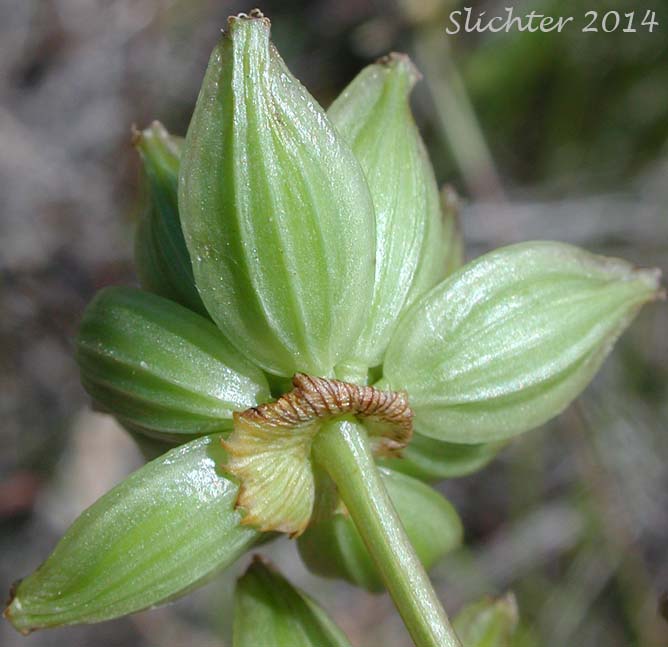 Fruits of Watson's Desert Parsley, Watson's Desert-parsley, Watson's Lomatium: Lomatium watsonii (Synonym: Lomatium frenchii)