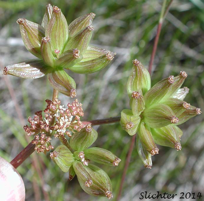 Fruits of Watson's Desert Parsley, Watson's Desert-parsley, Watson's Lomatium: Lomatium watsonii (Synonym: Lomatium frenchii)