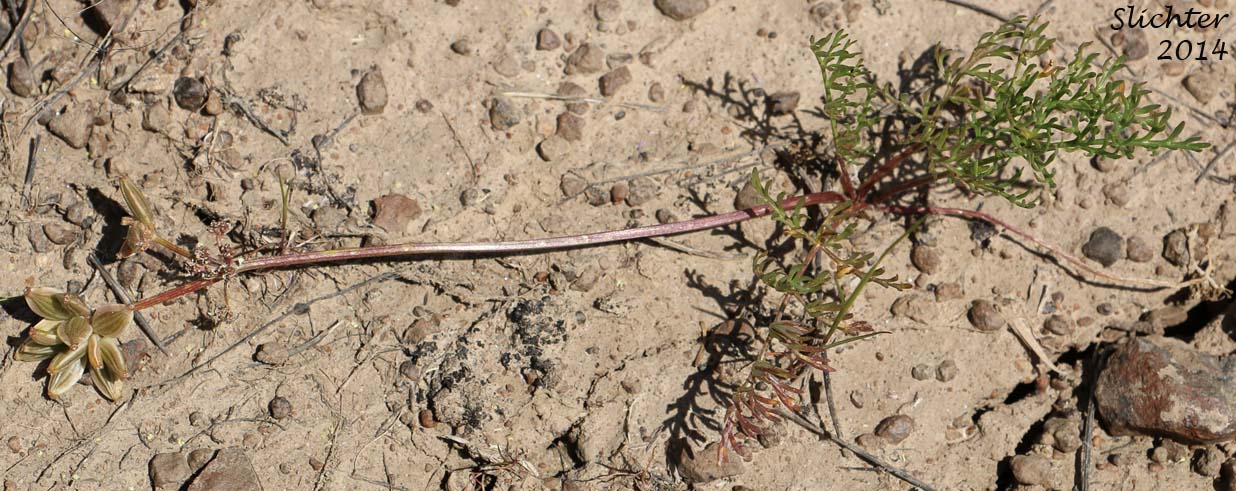Watson's Desert Parsley, Watson's Desert-parsley, Watson's Lomatium: Lomatium watsonii (Synonym: Lomatium frenchii)