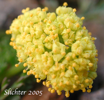 Watson's Desert Parsley, Watson's Desert-parsley, Watson's Lomatium: Lomatium watsonii (Synonym: Lomatium frenchii)