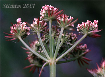 Involucre of American Water Parsley, Pacific Water-dropwort, Pacific Water Parsley, Water-parsley, Water Parsley: Oenanthe sarmentosa