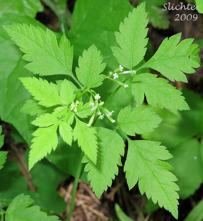 Chilean Sweet-cicely, Common Sweet-cicely, Mountain Sweet-cicely, Mountain Sweet Cicely: Osmorhiza berteroi (Synonyms: Osmorhiza brevipes, Osmorhiza chilensis, Osmorhiza divaricata, Osmorhiza intermedia, Osmorhiza nuda, Osmorhiza nuda . var. brevipes, Osmorhiza nuda . var. divaricata, Scandix divaricata, Washingtonia brevipes, Washingtonia divaricata, Washingtonia intermedia)