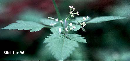 Chilean Sweet-cicely, Common Sweet Cicely, Mountain Sweet-cicely: Osmorhiza berteroi (Synonyms: Osmorhiza brevipes, Osmorhiza chilensis, Osmorhiza divaricata, Osmorhiza intermedia, Osmorhiza nuda, Osmorhiza nuda var. brevipes, Osmorhiza nuda var. divaricata, Scandix divaricata, Washingtonia brevipes, Washingtonia divaricata, Washingtonia intermedia)