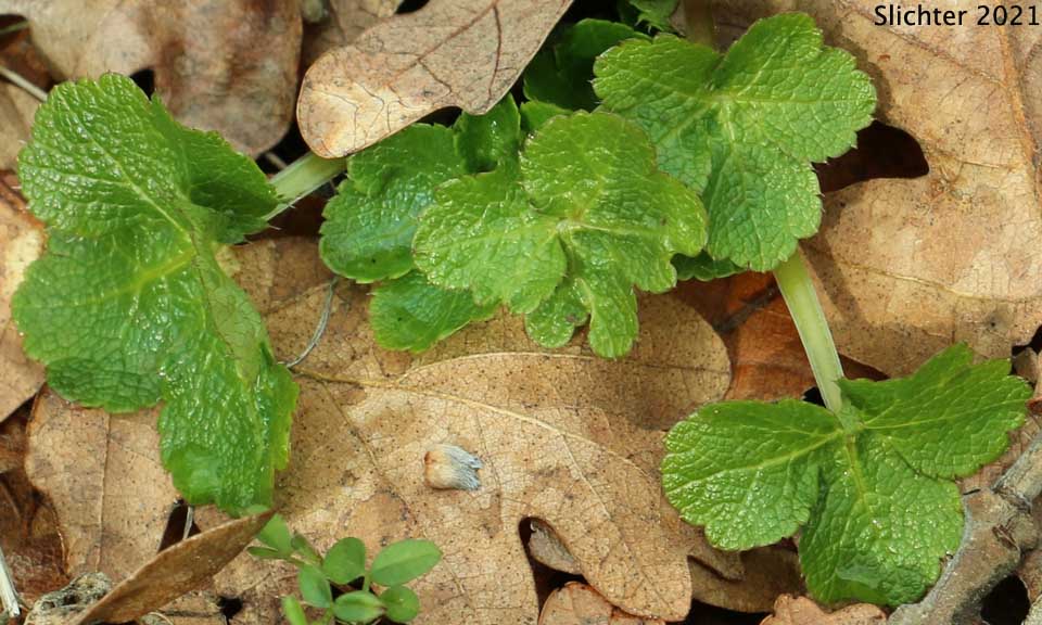 Basal leaves of Pacific Sanicle, Pacific Snakeroot, Western Snakeroot: Sanicula crassicaulis var. crassicaulis (Synonyms: Sanicula crassicaulis,Sanicula menziesii)
