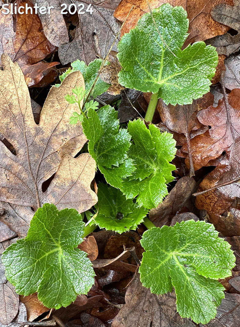 Basal leaves of Pacific Sanicle, Pacific Snakeroot, Western Snakeroot: Sanicula crassicaulis var. crassicaulis (Synonyms: Sanicula crassicaulis,Sanicula menziesii)