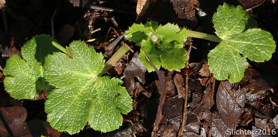 Pacific Sanicle, Pacific Snakeroot, Western Snakeroot: Sanicula crassicaulis var. crassicaulis (Synonyms: Sanicula crassicaulis,Sanicula menziesii)