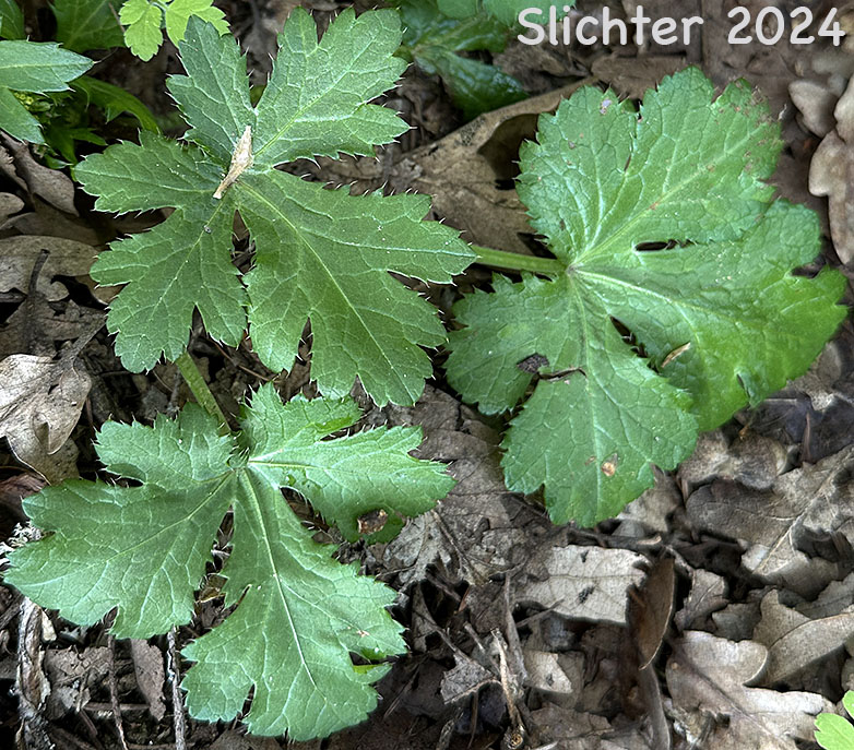 Basal leaves of Pacific Sanicle, Pacific Snakeroot, Western Snakeroot: Sanicula crassicaulis var. crassicaulis (Synonyms: Sanicula crassicaulis,Sanicula menziesii)