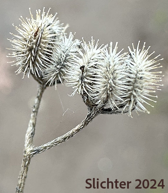 Mature fruits of Field Hedge-parsley, Spreading Hedge Parsley, Spreading Hedge-parsley: Torilis arvensis (Synonyms: Torilis arvensis ssp. arvensis, Torilis arvensis ssp. purpurea, Torilis purpurea)