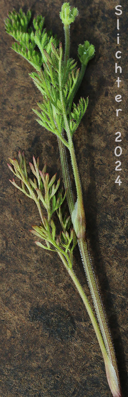 California Hedgeparsley, California Hedge-parsley, Caucalis, False Carrot, False Hedge-parsley, Western Hedgeparsley: Yabea microcarpa (Synonym: Caucalis microcarpa)
