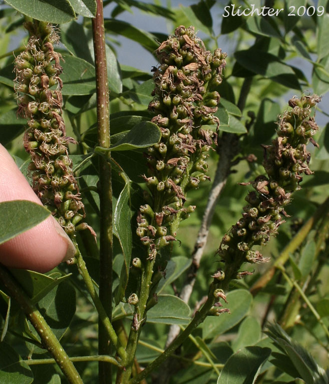 Desert False-indigo, False Indigo, False Indigo-bush, Western False Indigo: Amorpha fruticosa (Synonyms: Amorpha angustifolia, Amorpha bushii, Amorpha croceolanata, Amorpha curtissii, Amorpha dewinkeleri, Amorpha occidentalis, Amorpha tennesseensis, Amorpha virgata)