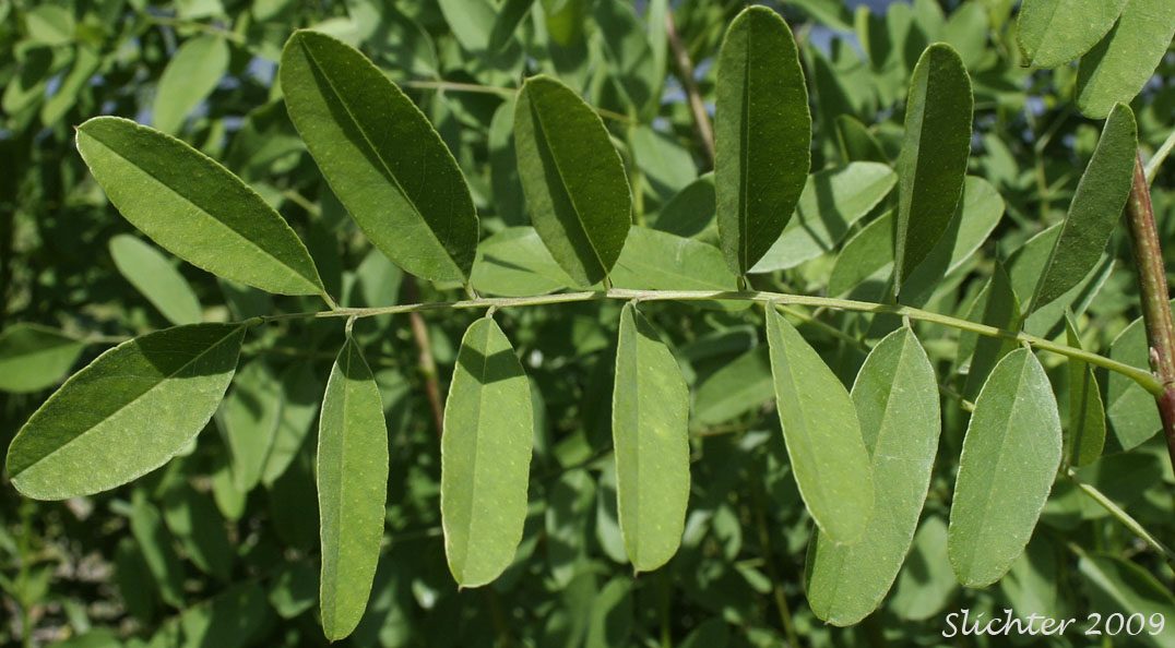 Leaf of Desert False-indigo, False Indigo, False Indigo-bush, Western False Indigo: Amorpha fruticosa (Synonyms: Amorpha angustifolia, Amorpha bushii, Amorpha croceolanata, Amorpha curtissii, Amorpha dewinkeleri, Amorpha occidentalis, Amorpha tennesseensis, Amorpha virgata)
