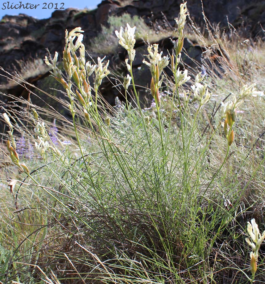 Idaho Milkvetch, Idaho Milk-vetch, Stiff Milkvetch, Stiff Milk-vetch: Astragalus conjunctus var. rickardii (Synonym: Astragalus reventus var. conjunctus)
