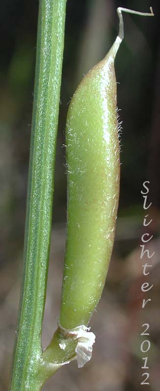 Close-up of the sideview of a fruit of Idaho Milkvetch, Idaho Milk-vetch, Stiff Milkvetch, Stiff Milk-vetch: Astragalus conjunctus var. rickardii (Synonym: Astragalus reventus var. conjunctus)