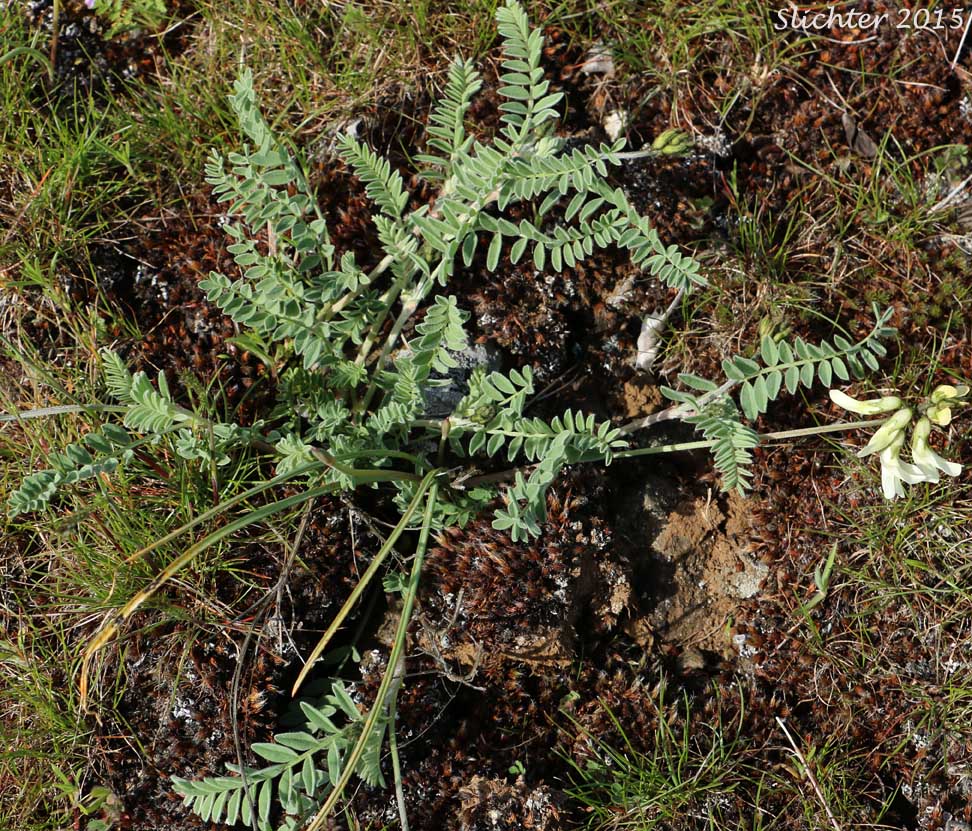 Howell's Milkvetch: Astragalus howellii (Synonym: Astragalus howellii var. howellii)