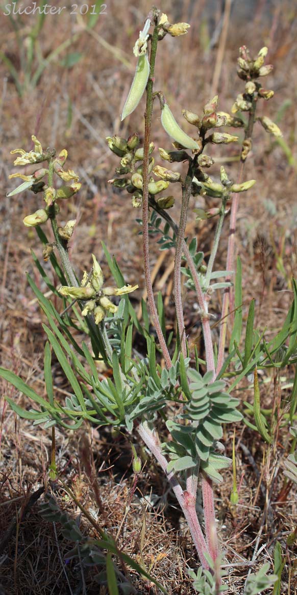Howell's Milkvetch: Astragalus howellii (Synonym: Astragalus howellii var. howellii)