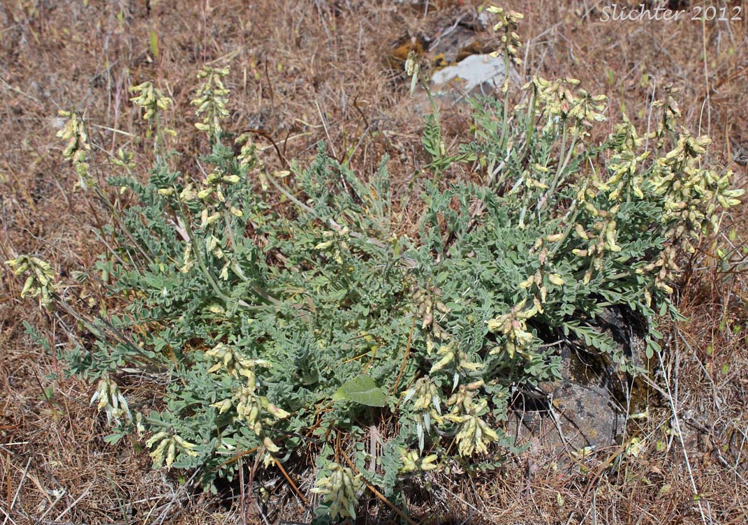 Howell's Milkvetch: Astragalus howellii (Synonym: Astragalus howellii var. howellii)