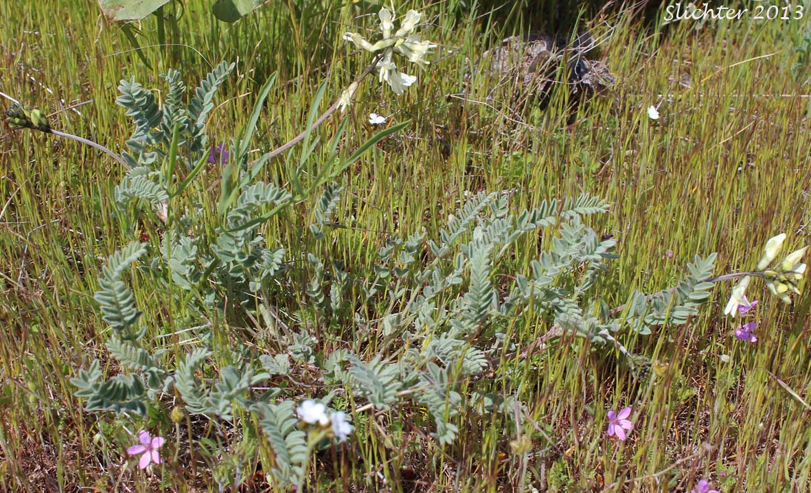 Howell's Milkvetch: Astragalus howellii (Synonym: Astragalus howellii var. howellii)