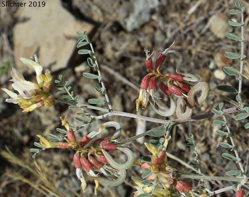 Curvepod Milk-vetch, Curve-pod Milk-vetch, Medic Milk-vetch, Spiral-pod Milk-vetch, Threadstalk Milkvetch, Threadstalk Milk-vetch: Astragalus speirocarpus