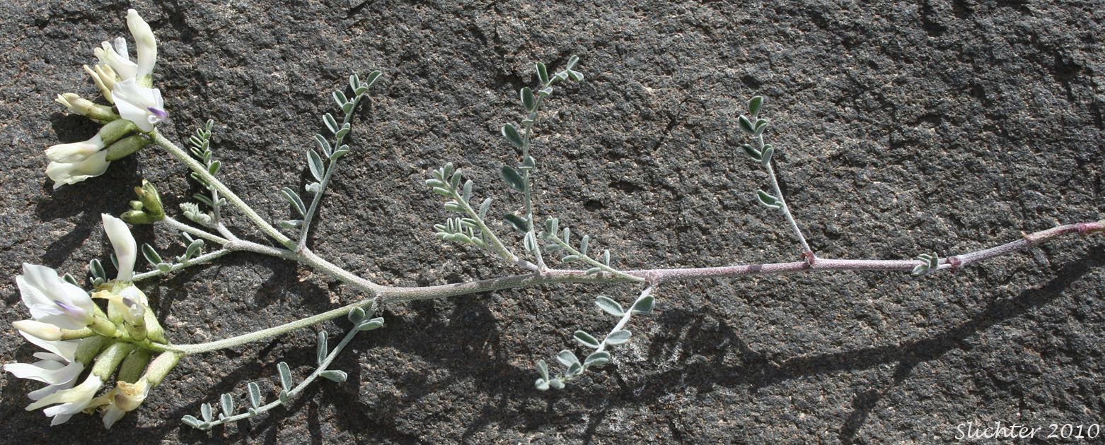 Curvepod Milk-vetch, Threadstalk Milk-vetch, Medic Milk-vetch, Spiral-pod Milk-vetch: Astragalus speirocarpus