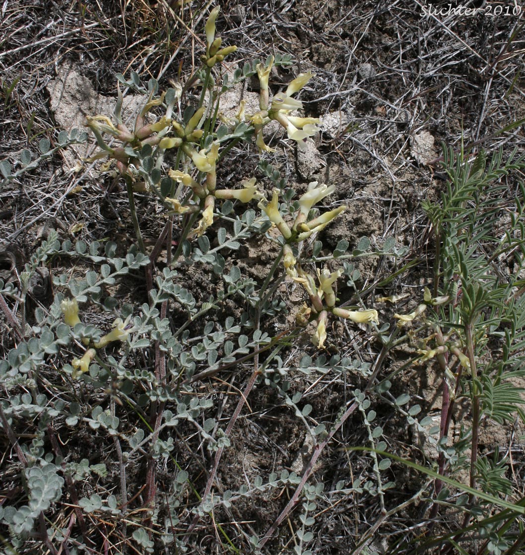 Curvepod Milk-vetch, Curve-pod Milk-vetch, Medic Milk-vetch, Spiral-pod Milk-vetch, Threadstalk Milkvetch, Threadstalk Milk-vetch: Astragalus speirocarpus